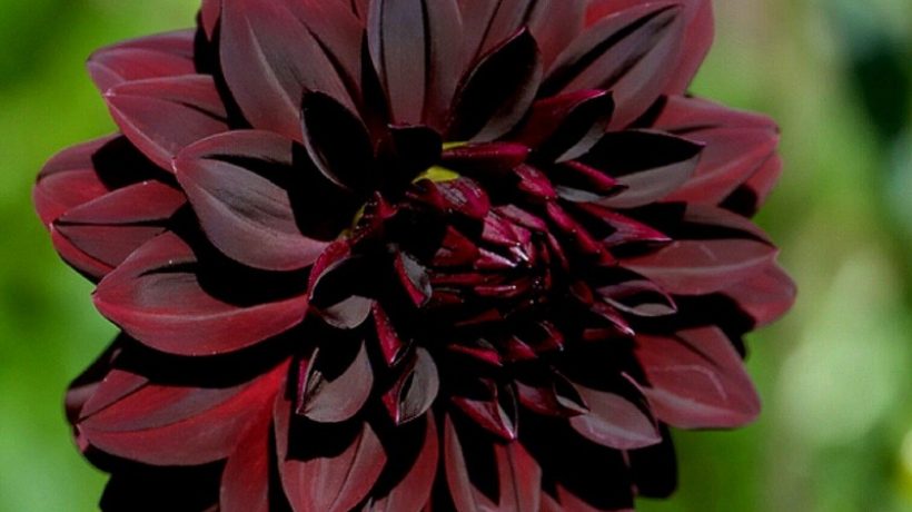 Black dahlia flower: cultivation and care