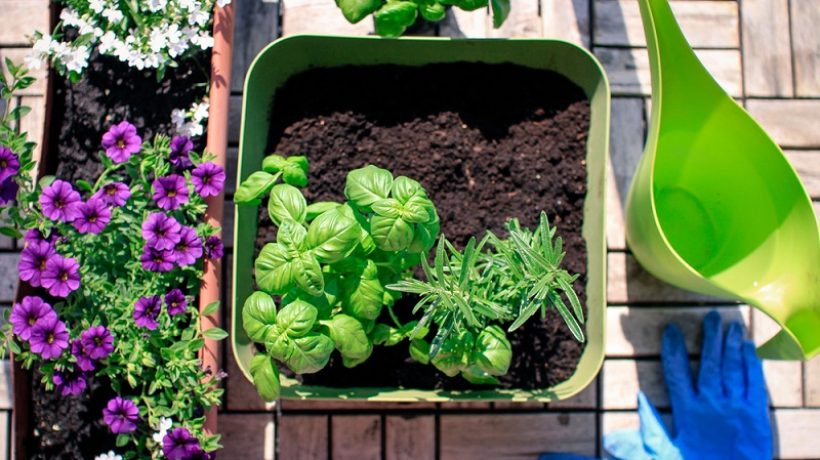 How to make a vegetable garden on the balcony