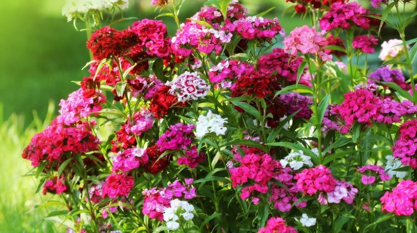 Autumn Flowers: which ones to grow in the garden or on the balcony