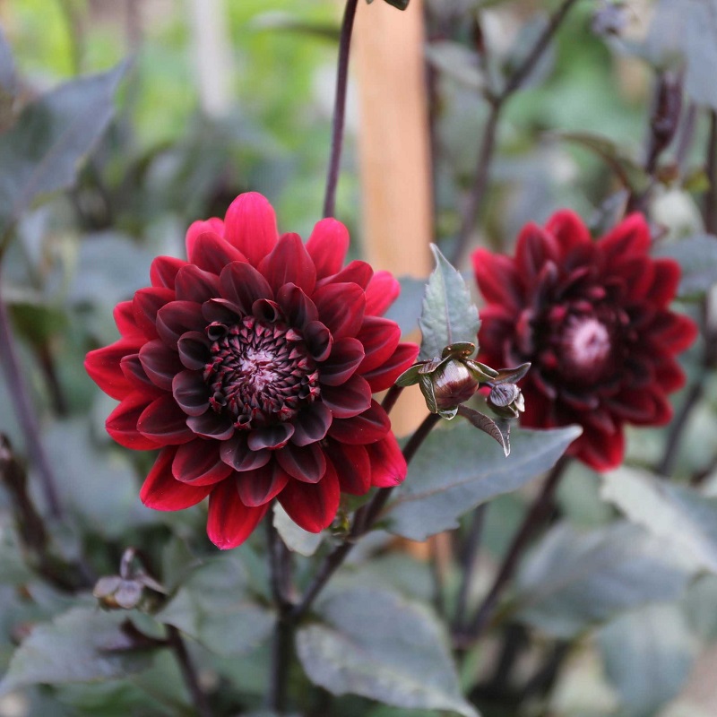 Black dahlia flower: cultivation and care