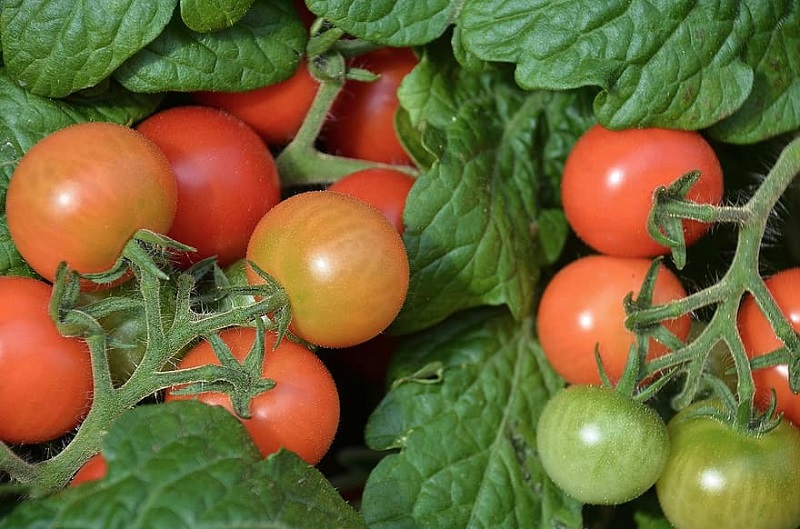 How To Grow Tomatoes