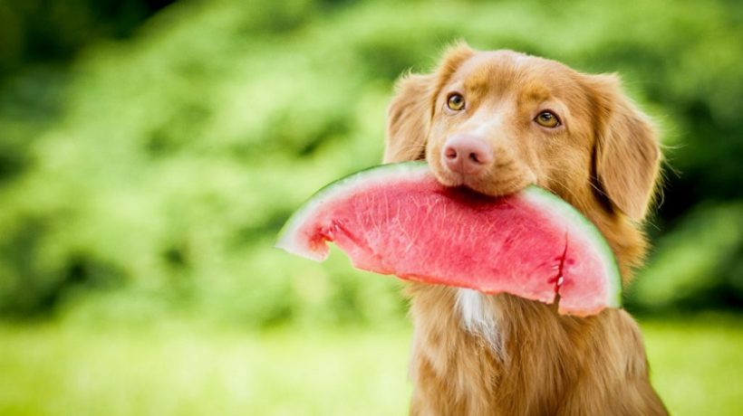 Can Dogs Eat Watermelon?
