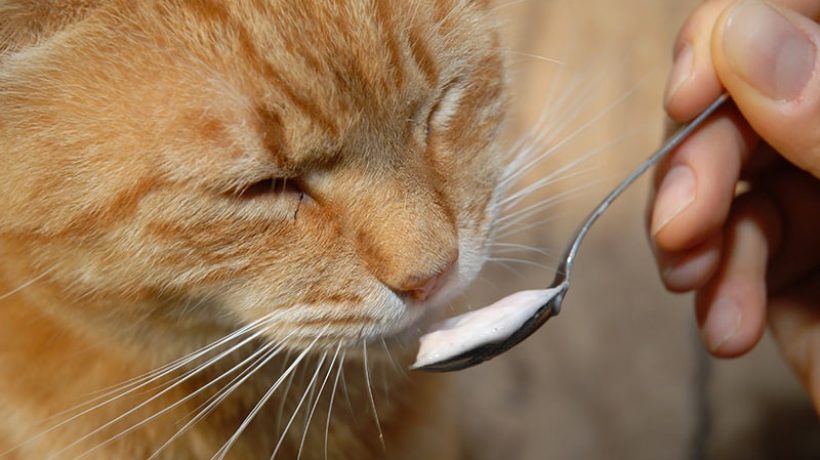 CAN CATS EAT YOGURT? BENEFITS AND CONTRAINDICATIONS