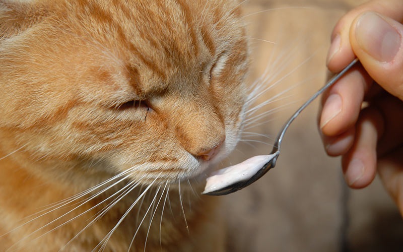 CAN CATS EAT YOGURT? BENEFITS AND CONTRAINDICATIONS Equality Mag