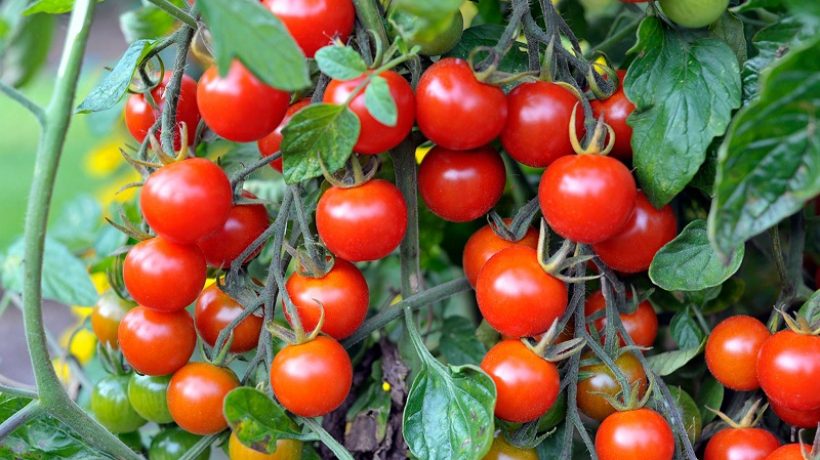How To Grow Tomatoes? Here are the tips for the do it Yourself garden