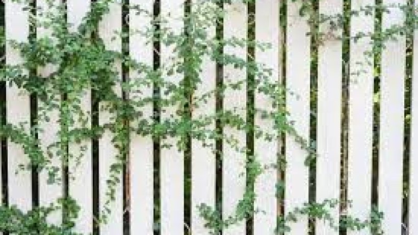 Select the Right Garden Fence For Your Garden