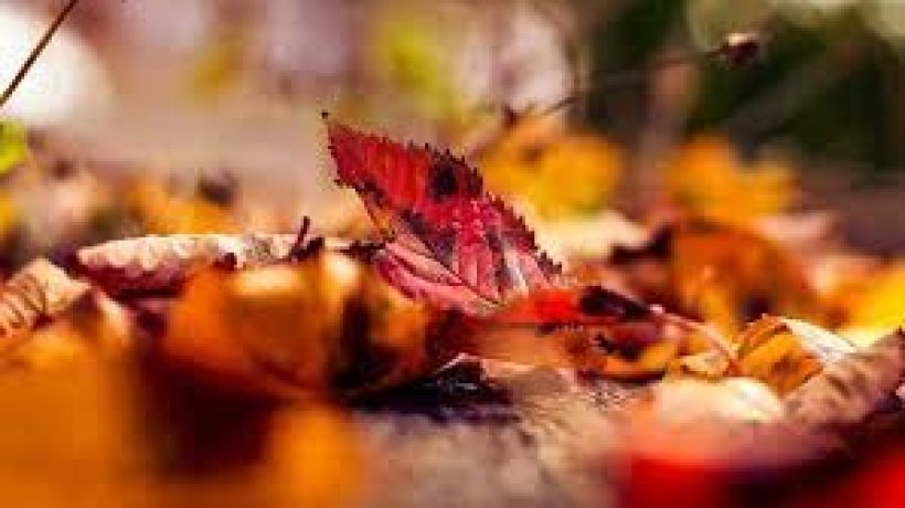 Getting Your Home Autumn / Winter Ready