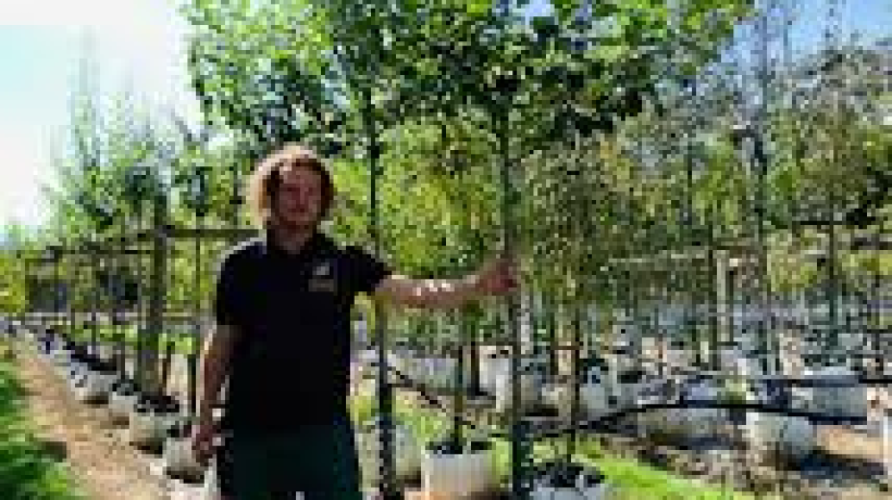Buying a tree