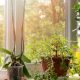 Which plants are good for window sills