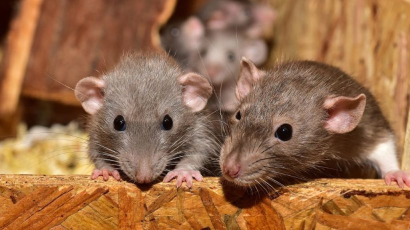 Alabama Roof Rats: A Comprehensive Guide to Identification, Prevention, and Control