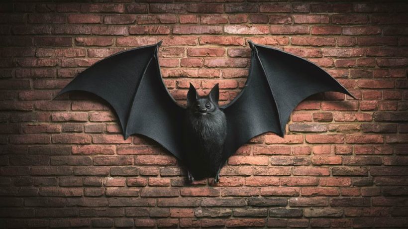 Bats on the Wall: Spooky, Stylish, or Just Plain Weird?