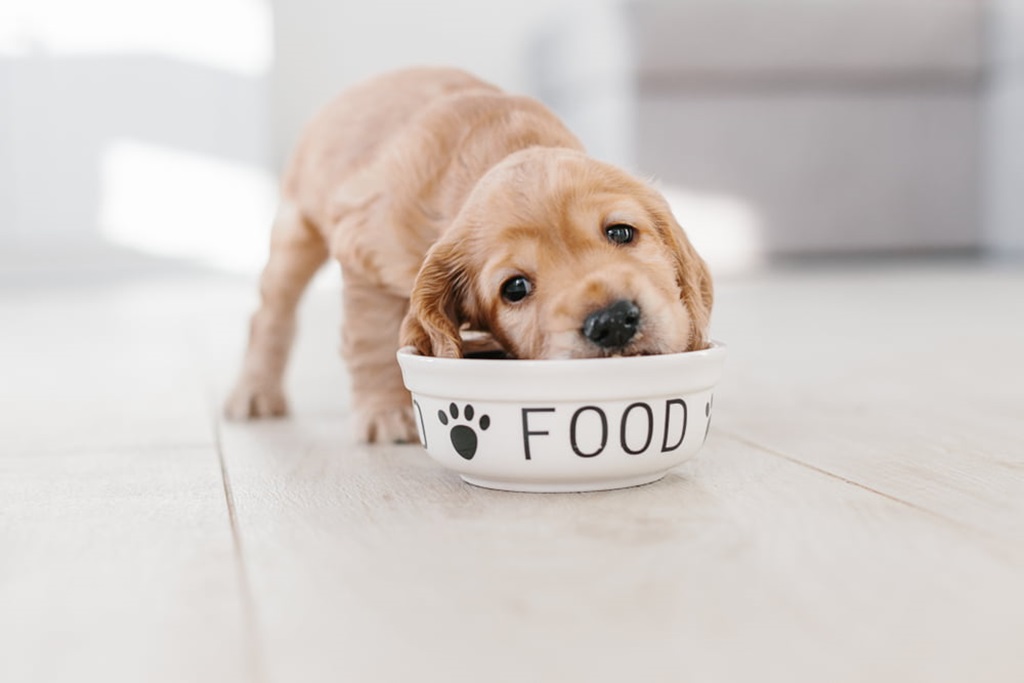 How puppies adjust to food