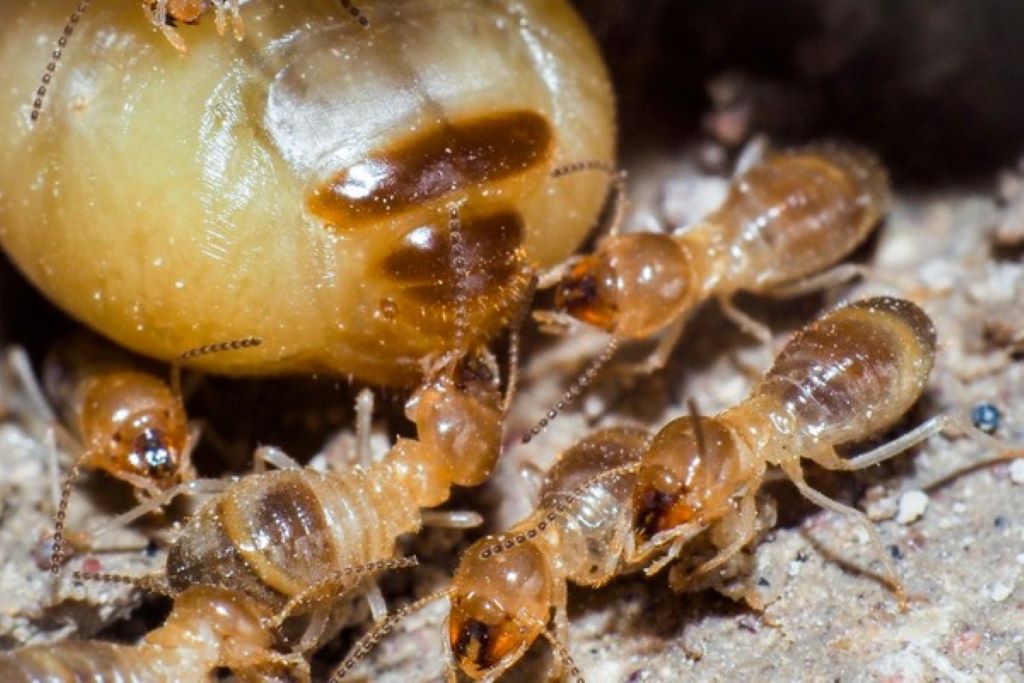 How do you permanently kill termites