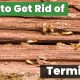 How to get rid of termites in wood in the UK