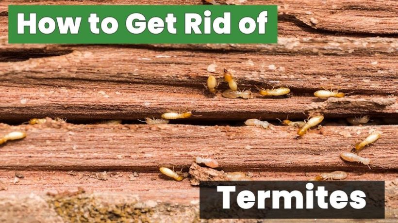 How to Get Rid of Termites: 8 Proven Methods to Safeguard Your Home