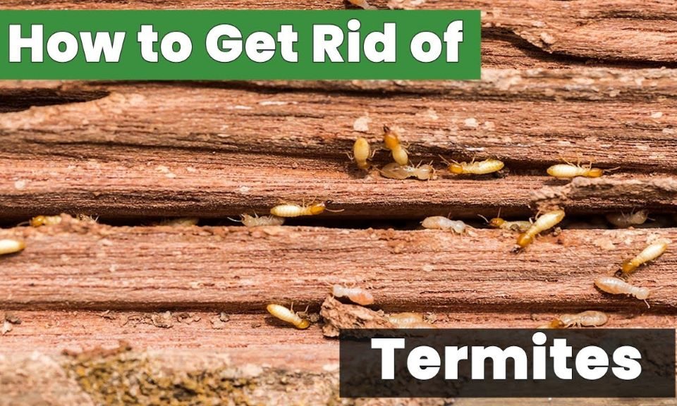 How to get rid of termites in wood in the UK