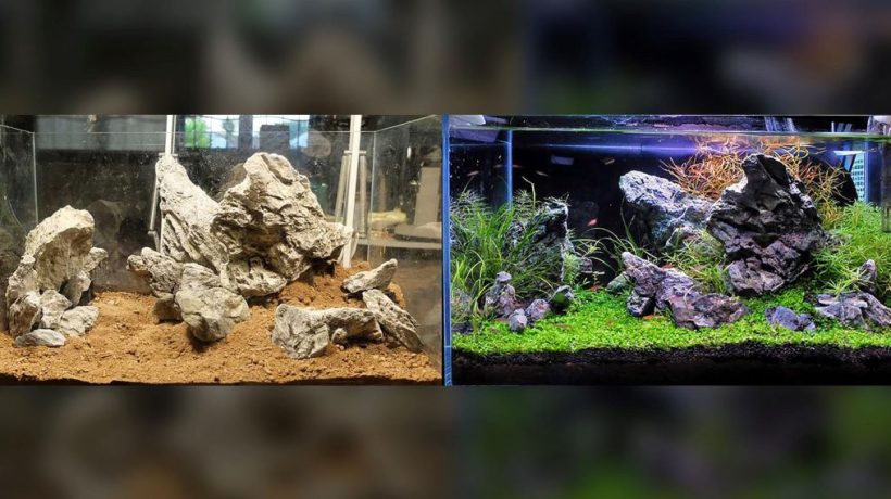 The Top 10 Planted Aquarium Substrate Options You Need to Know