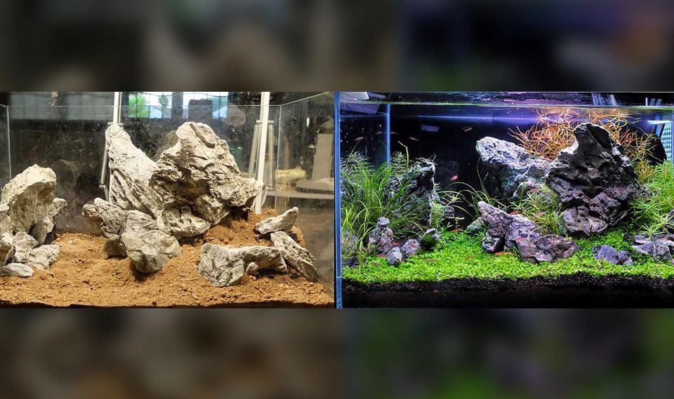 Which substrate is best for a planted aquarium