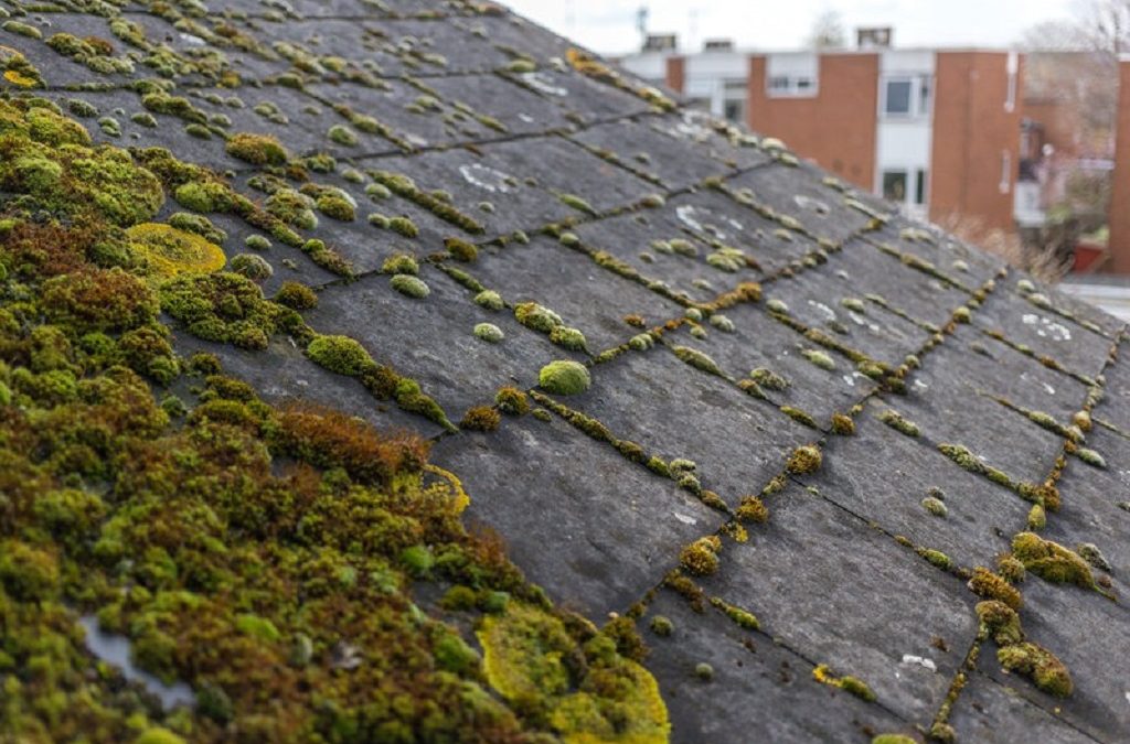 Does moss on roof shingles cause damage