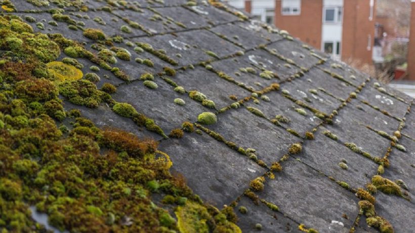 Should You Worry About Algae Buildup on Your Rooftop Shingles?
