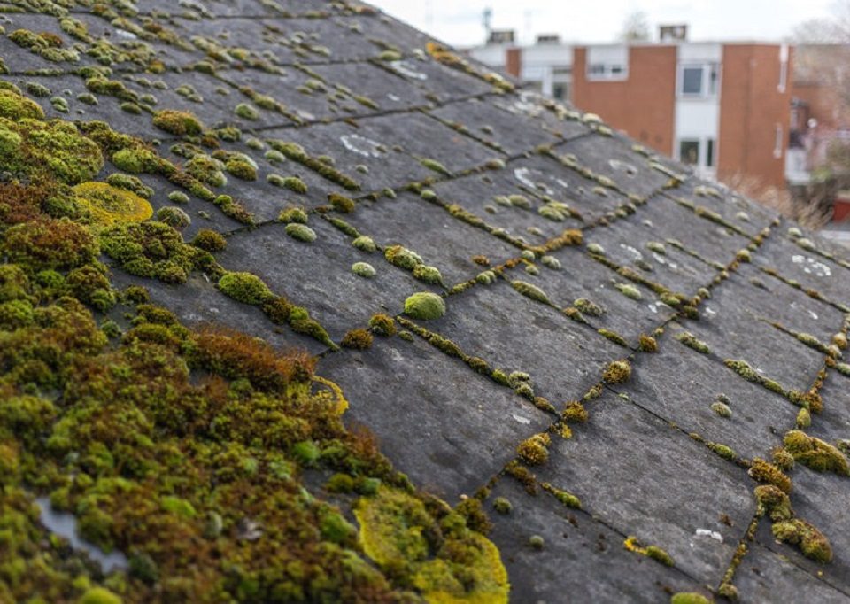 Does moss on roof shingles cause damage