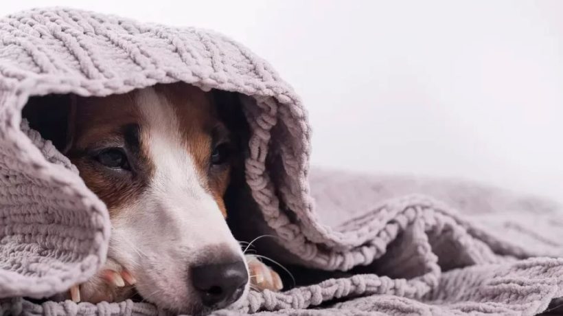 What is Lethargic Dog Behavior? Understanding the Causes and Solutions