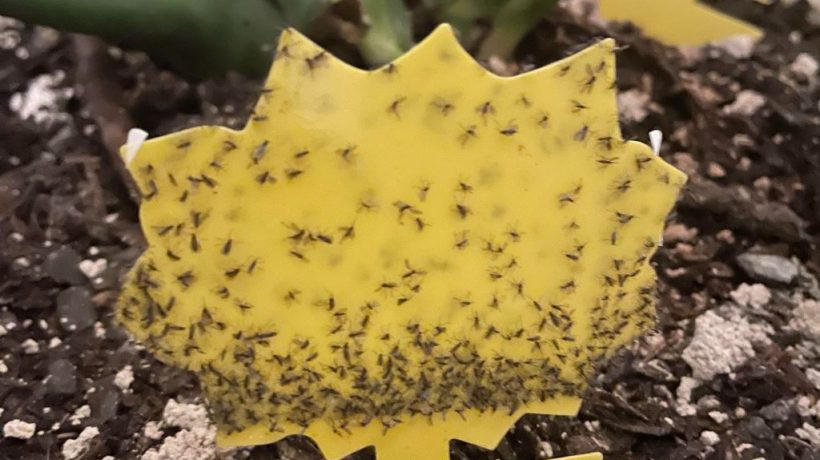 Choosing Floor Materials That Minimize Fungus Gnat Breeding