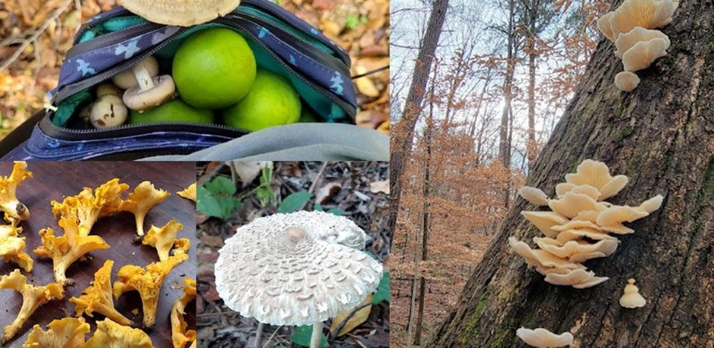 Secrets of alabama's seasonal wild mushroom foraging guide