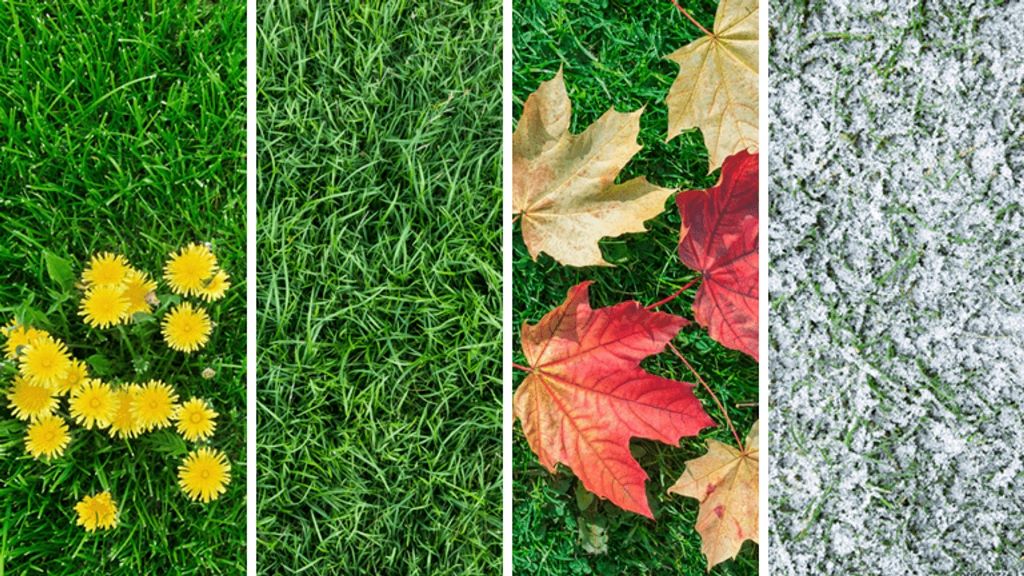 California Lawn Care Calendar: Monthly Maintenance Tips