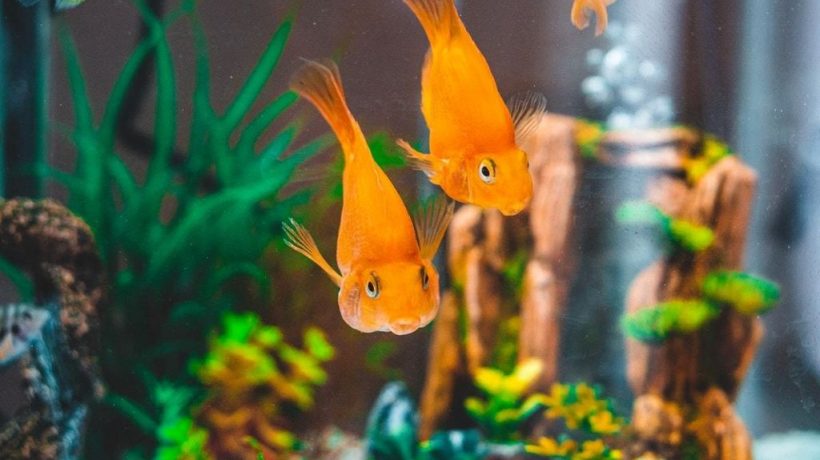 10 Stunning Reef Aquarium Decoration Ideas for a Natural Look