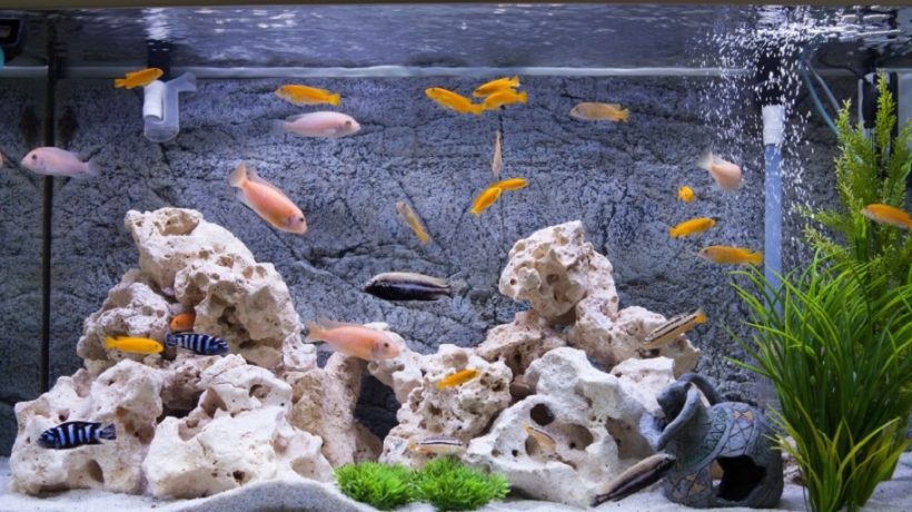 Aquarium Air Pumps Explained: What You Need to Know