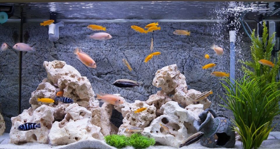 How long should I run an air pump in my aquarium