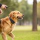 Bousnic remote dog training collar in action on a golden retriever during outdoor training session