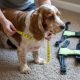 Owner measuring the chest girth of a Cocker Spaniel with a tape measure for harness sizing