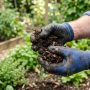 Gardener holding rich, dark, crumbly finished compost outdoors.